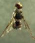  ( - BPC4317)  @11 [ ] Unspecified (default): All Rights Reserved  Bio-protection Research Centre Unspecified
