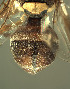  ( - BPC4318)  @11 [ ] Unspecified (default): All Rights Reserved  Bio-protection Research Centre Unspecified