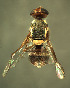  ( - BPC4318)  @11 [ ] Unspecified (default): All Rights Reserved  Bio-protection Research Centre Unspecified