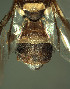  ( - BPC4338)  @12 [ ] Unspecified (default): All Rights Reserved  Bio-protection Research Centre Unspecified