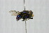 (Paralucilia - QCAZI_115011)  @14 [ ] CreativeCommons - Attribution (2014) David A. Donoso and Emilia Moreno PUCE