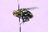  (Peckia chrysostoma - QCAZI_121871)  @14 [ ] CreativeCommons - Attribution (2014) David A. Donoso & Emilia Moreno PUCE