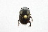  (Onthophagus AAX0301 - QCAZI_121973)  @13 [ ] CreativeCommons - Attribution (2014) David A. Donoso & Emilia Moreno PUCE