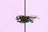  ( - QCAZI_122045)  @13 [ ] CreativeCommons - Attribution (2014) David A. Donoso and Emilia Moreno PUCE