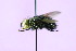  (Tachinidae ACS4785 - QCAZI_122097)  @13 [ ] Unspecified (default): All Rights Reserved (2014) David A. Donoso & Emilia Moreno PUCE