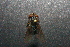  ( - QCAZI_220952)  @12 [ ] Unspecified (default): All Rights Reserved  Unspecified Unspecified