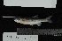  ( - FFFtag4177)  @13 [ ] CreativeCommons - Attribution Non-Commercial (2011) MNHN/DMPA Museum Nationale d'Histoire Naturelle