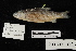  (Squalius laietanus - FFFtag4112)  @13 [ ] CreativeCommons - Attribution Non-Commercial (2011) MNHN/DMPA Museum Nationale d'Histoire Naturelle