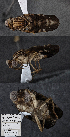  ( - CSCAFFPSpecimen_19E151)  @11 [ ] Copyright (2023) Severyn Kornieiev California State Collection of Arthropods