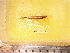  ( - MLP 9883)  @12 [ ] Copyright (2014) Victor E. Cussac INIBIOMA