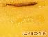  ( - MLP 9884)  @12 [ ] Copyright (2014) Victor E. Cussac INIBIOMA