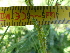  ( - FFVCC229)  @11 [ ] nrr  Unspecified Unspecified