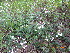  (Zaluzianskya distans - FFVCC241)  @11 [ ] nrr  Unspecified Unspecified