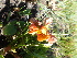  (Eriosema - FFVCC114)  @11 [ ] nrr  Unspecified Unspecified