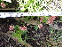  ( - FFVCC121)  @11 [ ] nrr  Unspecified Unspecified