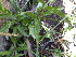  (Cycnium - FFVCC128)  @11 [ ] nrr  Unspecified Unspecified