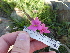  (Hesperantha - FFVCC145)  @11 [ ] nrr  Unspecified Unspecified