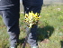  ( - FFVCC151)  @11 [ ] nrr  Unspecified Unspecified