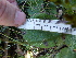  ( - FFVCC151)  @11 [ ] nrr  Unspecified Unspecified
