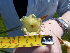  (Dierama - FFVCC166)  @11 [ ] nrr  Unspecified Unspecified