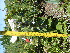  (Ajuga - FFVCC171)  @11 [ ] nrr  Unspecified Unspecified