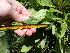  ( - FFVCC177)  @11 [ ] nrr  Unspecified Unspecified