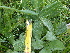  ( - FFVCC199)  @11 [ ] nrr  Unspecified Unspecified