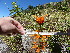  (Leonotis leonurus - FFVCC31)  @11 [ ] nrr  Unspecified Unspecified