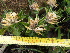  (Leobordea - FFVCC95)  @11 [ ] nrr  Unspecified Unspecified