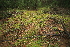  ( - 016_002)  @11 [ ] CreativeCommons - Attribution Non-Commercial Share-Alike (2025) Kostrzyca Forest Gene Bank Kostrzyca Forest Gene Bank