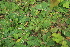 ( - 022_012)  @11 [ ] CreativeCommons - Attribution Non-Commercial Share-Alike (2019) Kostrzyca Forest Gene Bank Kostrzyca Forest Gene Bank