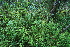  ( - 024_001)  @11 [ ] CreativeCommons - Attribution Non-Commercial Share-Alike (2019) Kostrzyca Forest Gene Bank Kostrzyca Forest Gene Bank