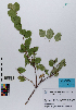  ( - 024_001)  @11 [ ] CreativeCommons - Attribution Non-Commercial Share-Alike (2019) Kostrzyca Forest Gene Bank Kostrzyca Forest Gene Bank