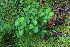  ( - 024_002)  @11 [ ] CreativeCommons - Attribution Non-Commercial Share-Alike (2019) Kostrzyca Forest Gene Bank Kostrzyca Forest Gene Bank