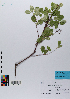  ( - 024_002)  @11 [ ] CreativeCommons - Attribution Non-Commercial Share-Alike (2019) Kostrzyca Forest Gene Bank Kostrzyca Forest Gene Bank
