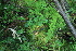  ( - 024_003)  @11 [ ] CreativeCommons - Attribution Non-Commercial Share-Alike (2019) Kostrzyca Forest Gene Bank Kostrzyca Forest Gene Bank