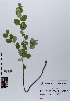  ( - 024_003)  @11 [ ] CreativeCommons - Attribution Non-Commercial Share-Alike (2019) Kostrzyca Forest Gene Bank Kostrzyca Forest Gene Bank