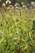  ( - 027_001)  @11 [ ] CreativeCommons - Attribution Non-Commercial Share-Alike (2019) Kostrzyca Forest Gene Bank Kostrzyca Forest Gene Bank