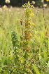  ( - 027_003)  @11 [ ] CreativeCommons - Attribution Non-Commercial Share-Alike (2019) Kostrzyca Forest Gene Bank Kostrzyca Forest Gene Bank