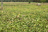  ( - 027_003)  @11 [ ] CreativeCommons - Attribution Non-Commercial Share-Alike (2019) Kostrzyca Forest Gene Bank Kostrzyca Forest Gene Bank