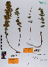 ( - 027_003)  @11 [ ] CreativeCommons - Attribution Non-Commercial Share-Alike (2019) Kostrzyca Forest Gene Bank Kostrzyca Forest Gene Bank