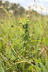  ( - 027_004)  @11 [ ] CreativeCommons - Attribution Non-Commercial Share-Alike (2019) Kostrzyca Forest Gene Bank Kostrzyca Forest Gene Bank