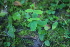  ( - 028_001)  @11 [ ] CreativeCommons - Attribution Non-Commercial Share-Alike (2019) Kostrzyca Forest Gene Bank Kostrzyca Forest Gene Bank