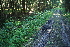  ( - 028_001)  @11 [ ] CreativeCommons - Attribution Non-Commercial Share-Alike (2019) Kostrzyca Forest Gene Bank Kostrzyca Forest Gene Bank
