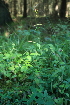  ( - 028_002)  @11 [ ] CreativeCommons - Attribution Non-Commercial Share-Alike (2019) Kostrzyca Forest Gene Bank Kostrzyca Forest Gene Bank