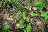  ( - 034_001)  @11 [ ] CreativeCommons - Attribution Non-Commercial Share-Alike (2019) Kostrzyca Forest Gene Bank Kostrzyca Forest Gene Bank
