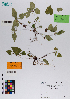  ( - 034_001)  @11 [ ] CreativeCommons - Attribution Non-Commercial Share-Alike (2019) Kostrzyca Forest Gene Bank Kostrzyca Forest Gene Bank