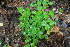 ( - 034_003)  @11 [ ] CreativeCommons - Attribution Non-Commercial Share-Alike (2019) Kostrzyca Forest Gene Bank Kostrzyca Forest Gene Bank