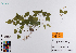  ( - 034_003)  @11 [ ] CreativeCommons - Attribution Non-Commercial Share-Alike (2019) Kostrzyca Forest Gene Bank Kostrzyca Forest Gene Bank