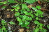  ( - 034_004)  @11 [ ] CreativeCommons - Attribution Non-Commercial Share-Alike (2019) Kostrzyca Forest Gene Bank Kostrzyca Forest Gene Bank